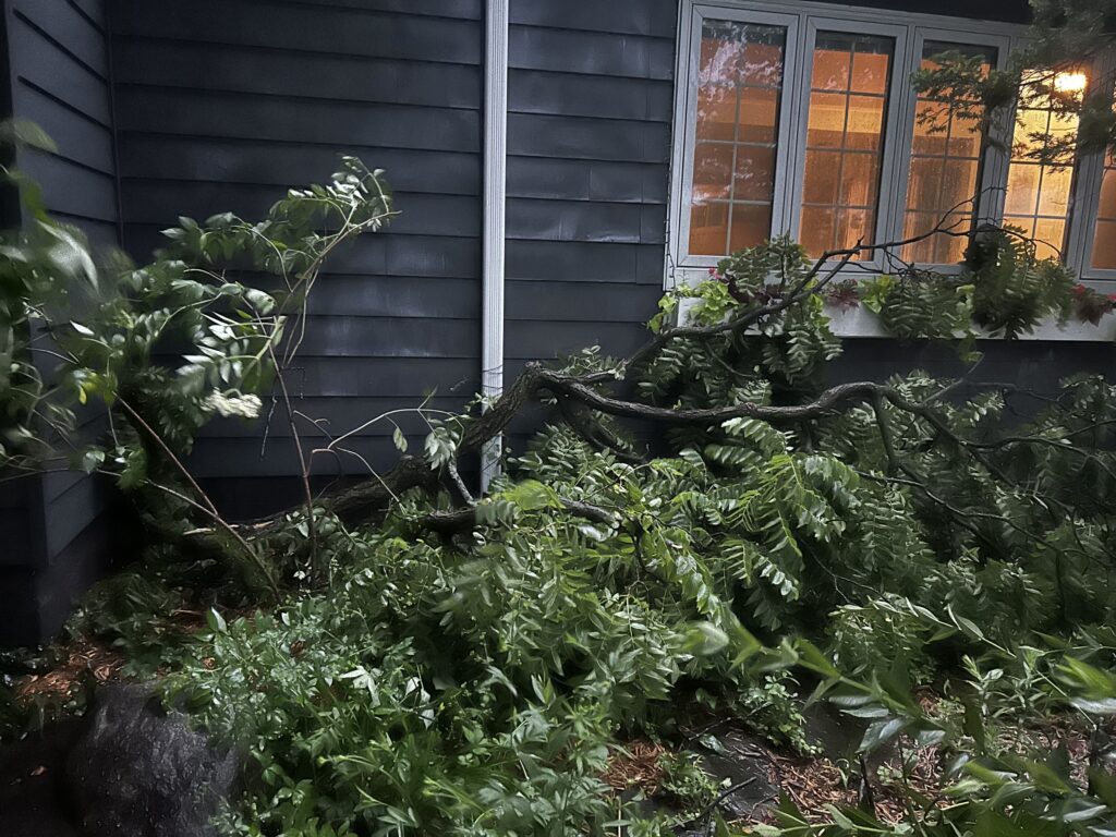 tree damage