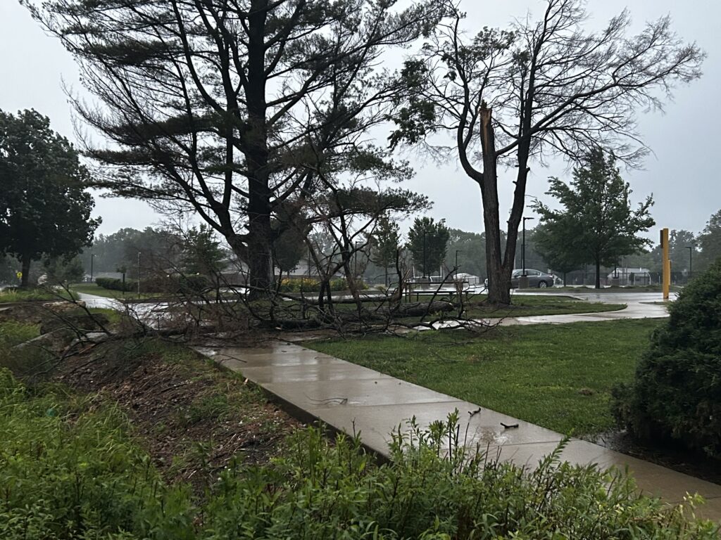 tree damage