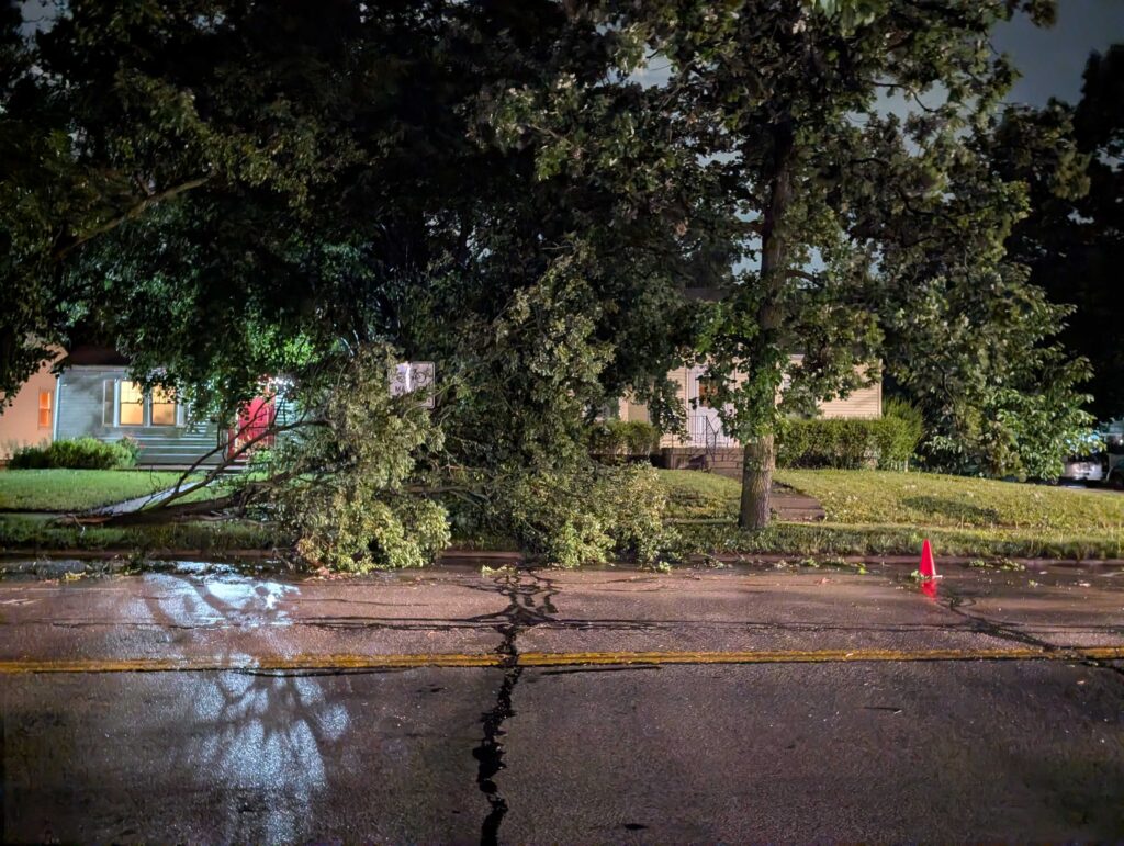 fallen tree on a road