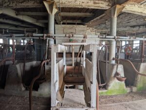 Aged cow stalls