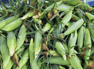 A pile of ears of sweet corn