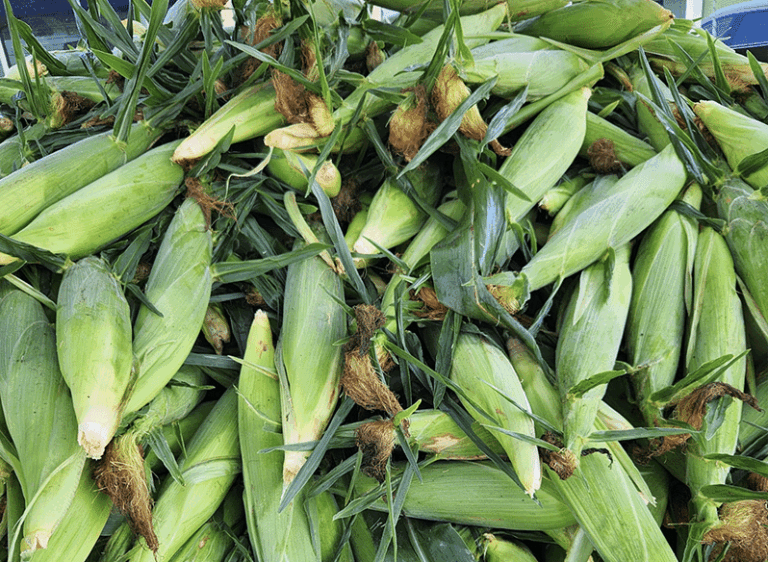 A pile of ears of sweet corn
