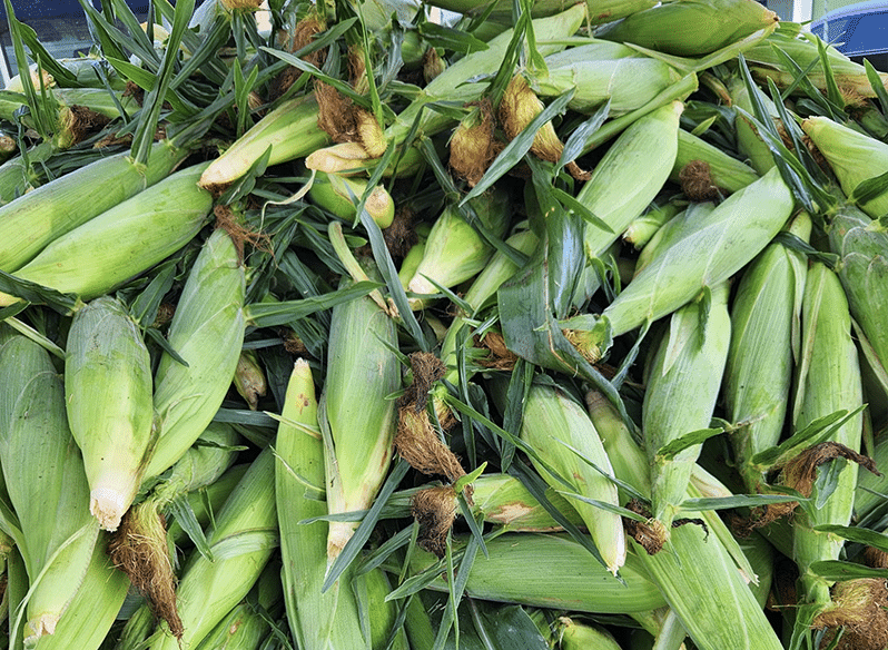 A pile of ears of sweet corn