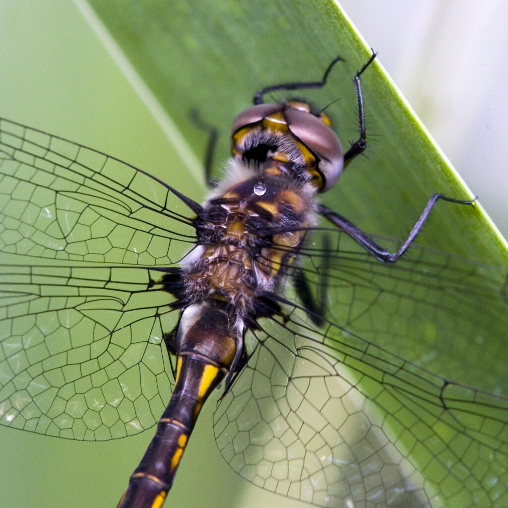 dragonfly