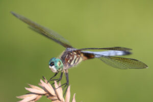 dragon fly