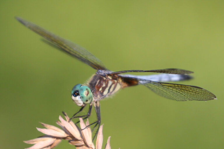 dragon fly