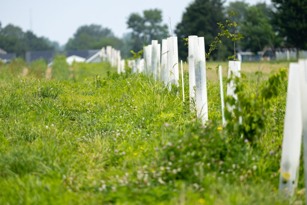 White tubes run into the background in a field of grass.