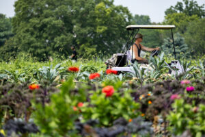 A man on a gold cart drives through a field. Colorful greens and flowers grow in the foreground.