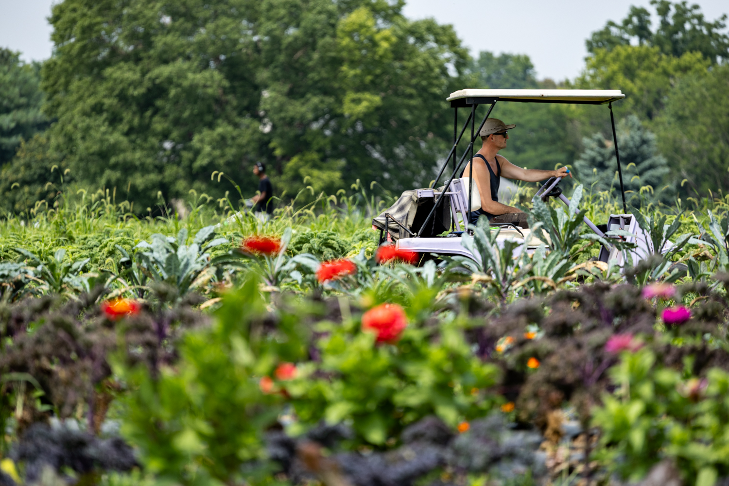 A man on a gold cart drives through a field. Colorful greens and flowers grow in the foreground.