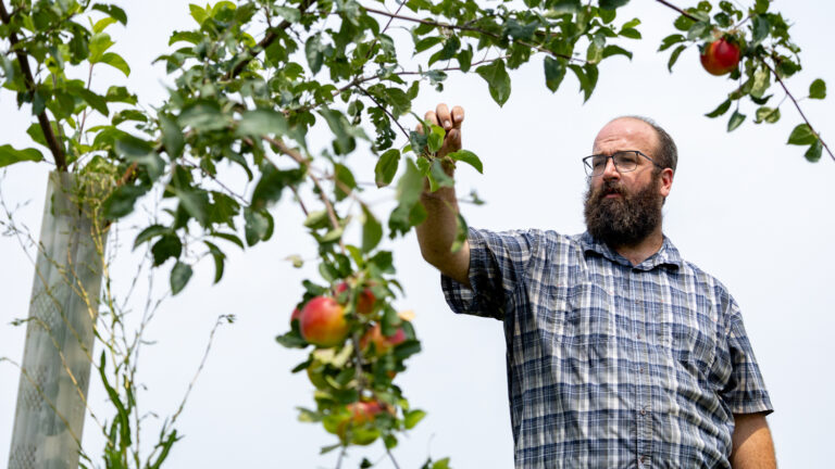 A man with a brown beard wearing glasses and a blue plaid shirt reaches toward an apple on a tree.
