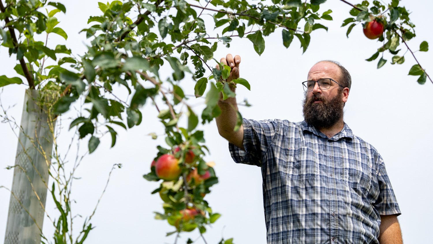 A man with a brown beard wearing glasses and a blue plaid shirt reaches toward an apple on a tree.
