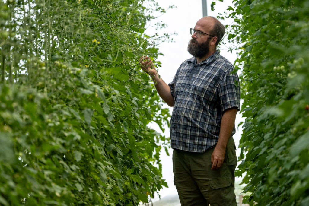 A man surrounded by tomato plants reaches out and touches one. 