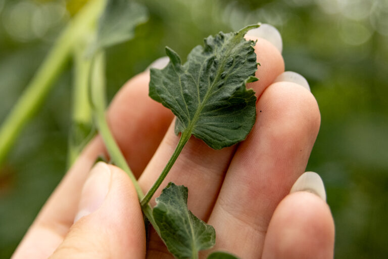 A hand holds a dark leaf that's curled at the edges.