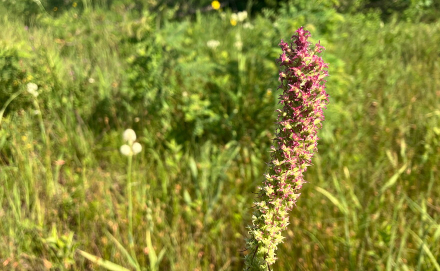 A long cylindrical flower with small purple blossoms grows in a field.