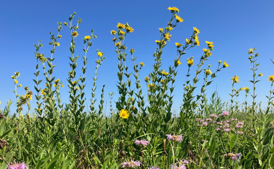 Short purple flowers and tall yellow flowers grow in a field.