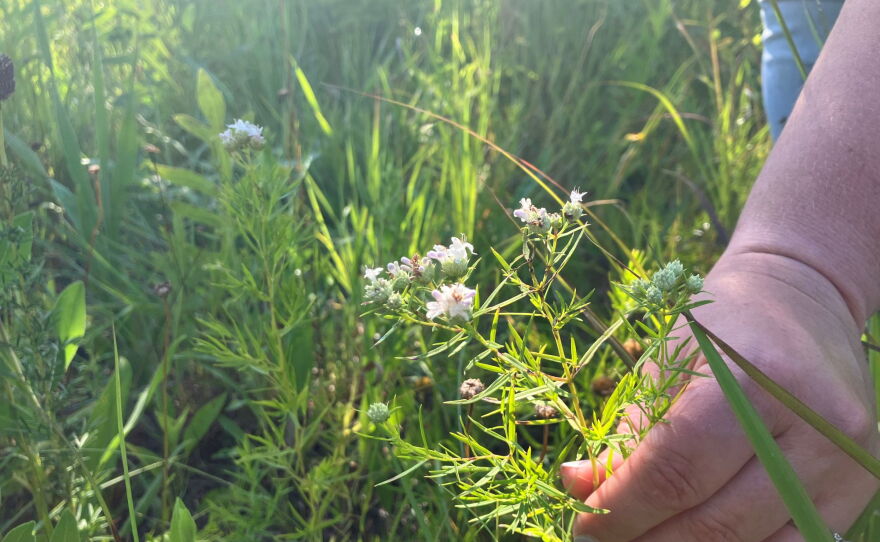 A hand reaches down to touch a plant with small white flowers in a field.