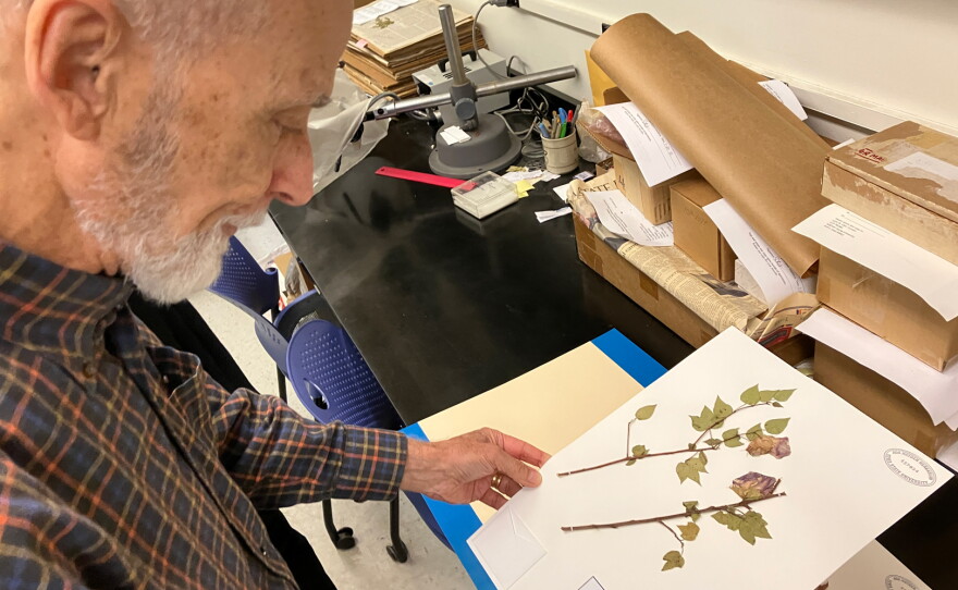 A man holds a white piece of paper with pressed branches and leaves.