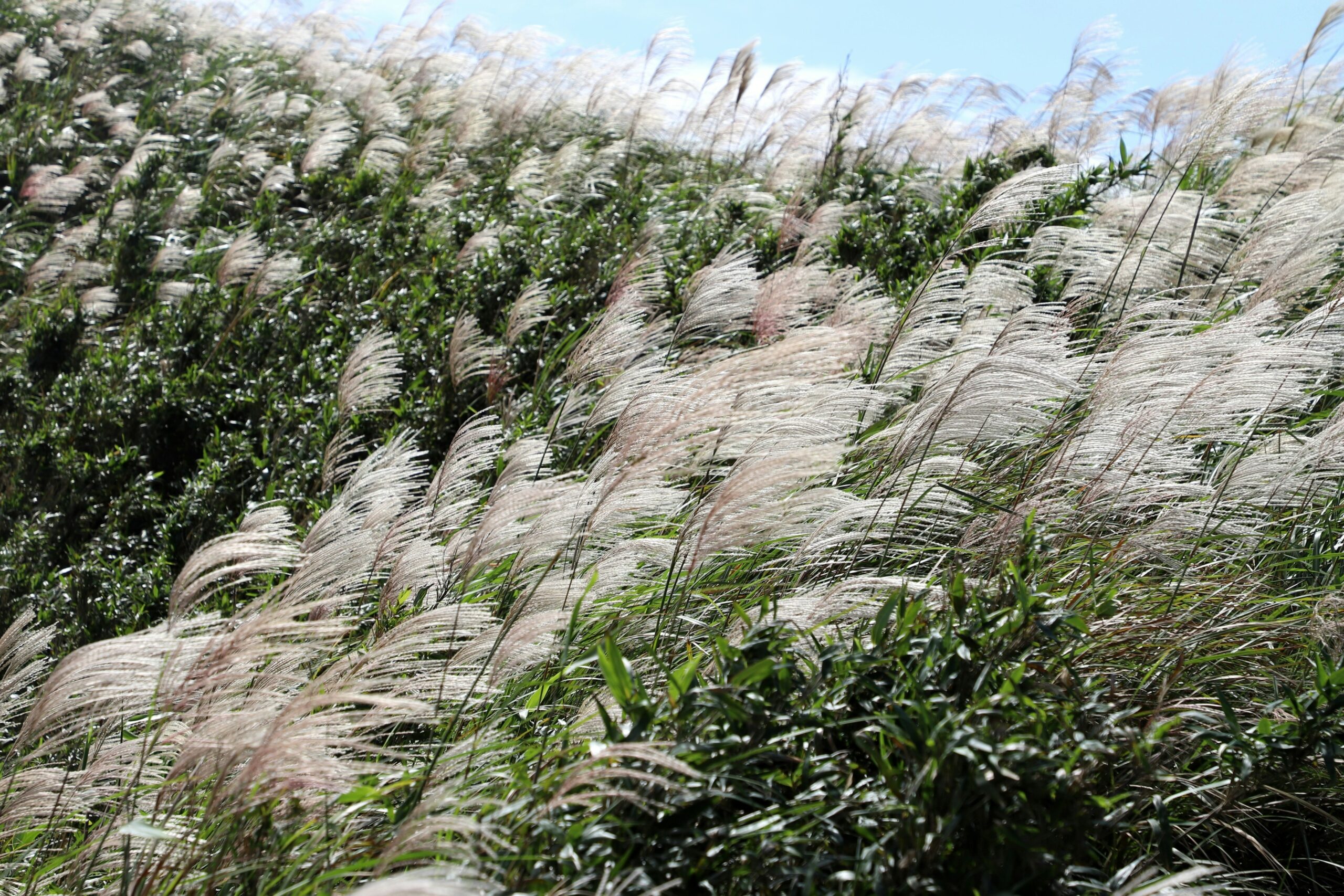 Tall grass blows in the wind.